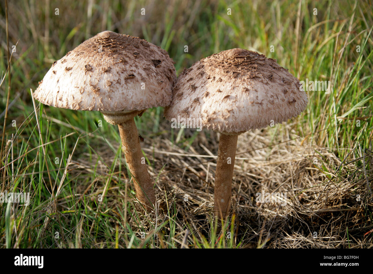 Macrolepiota procera, Champignons Parasol (Lepiota procera, Leucocoprinus Lepiotaceae proceus), Banque D'Images