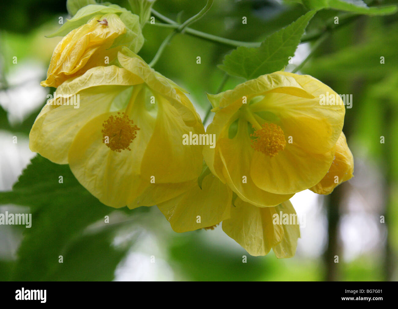 Abutilon, Érable Fleuri, Fleur De Cloche Chinoise, Lanterne Chinoise, Abutilon 'Moonchimes', Malvaceae. Chine, Asie. Banque D'Images
