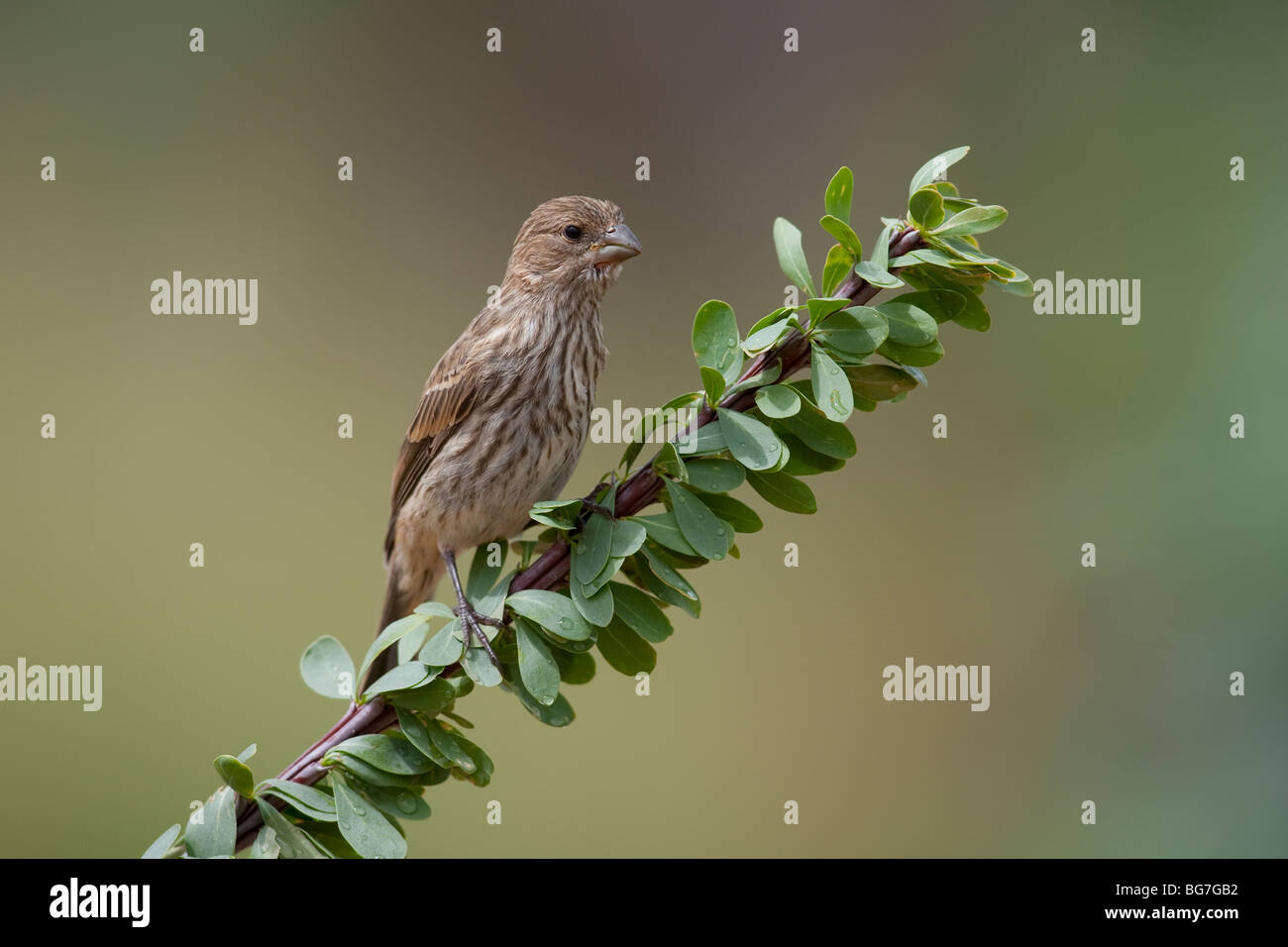 Roselin familier (Carpodacus mexicanus frontalis), juvénile. Banque D'Images