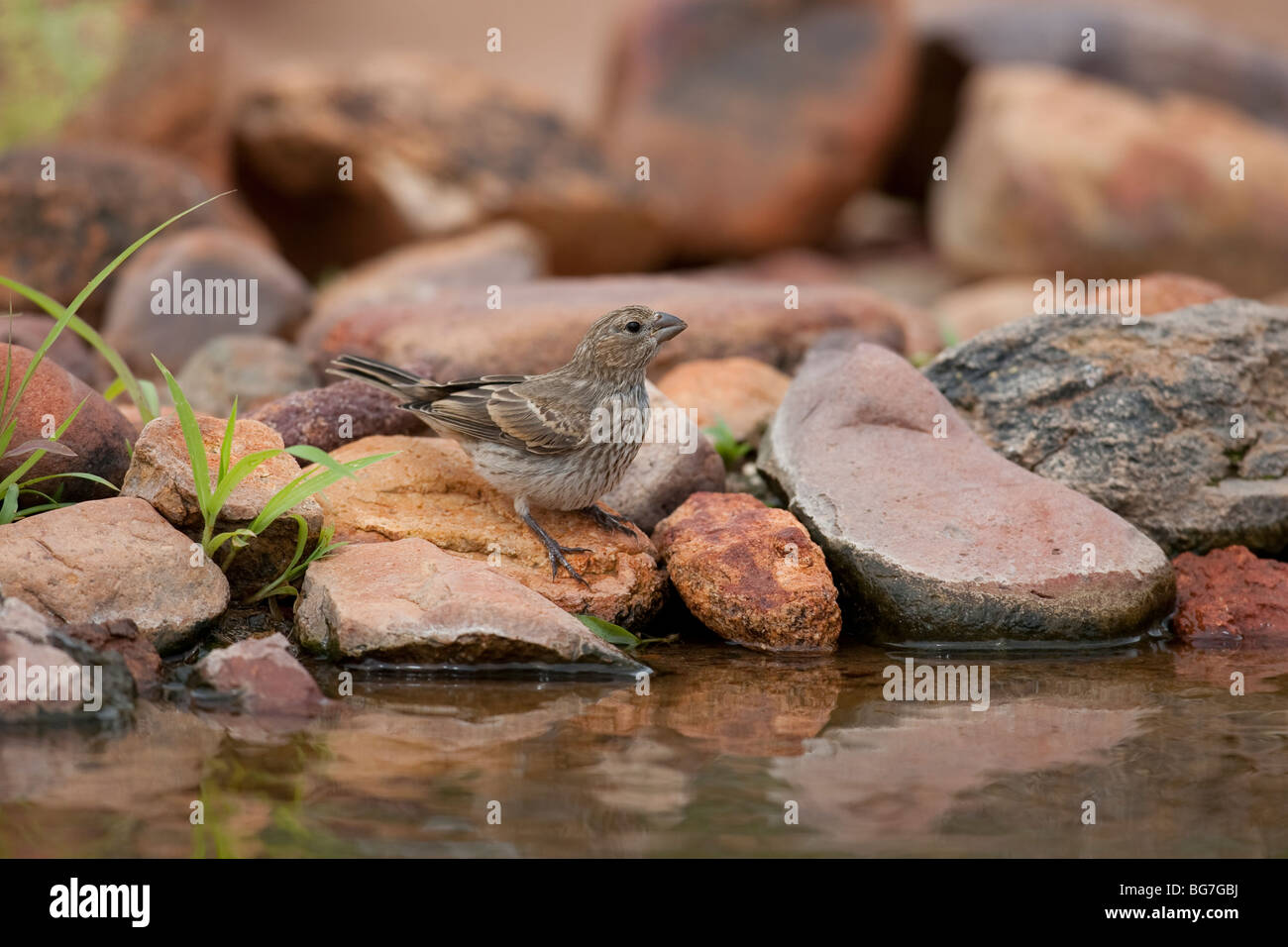 Roselin familier (Carpodacus mexicanus frontalis), la consommation d'alcool. Banque D'Images