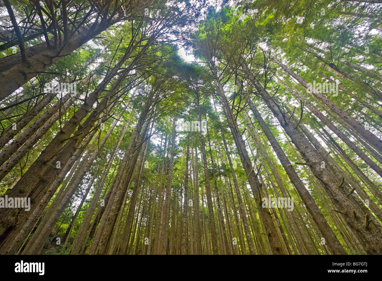 La croissance de la deuxième la pruche de l'Ouest (Tsuga heterophylla) avec un peu de cèdre rouge de l'ouest (Thuja plicata) sur l'île de tourelle, Canada Banque D'Images