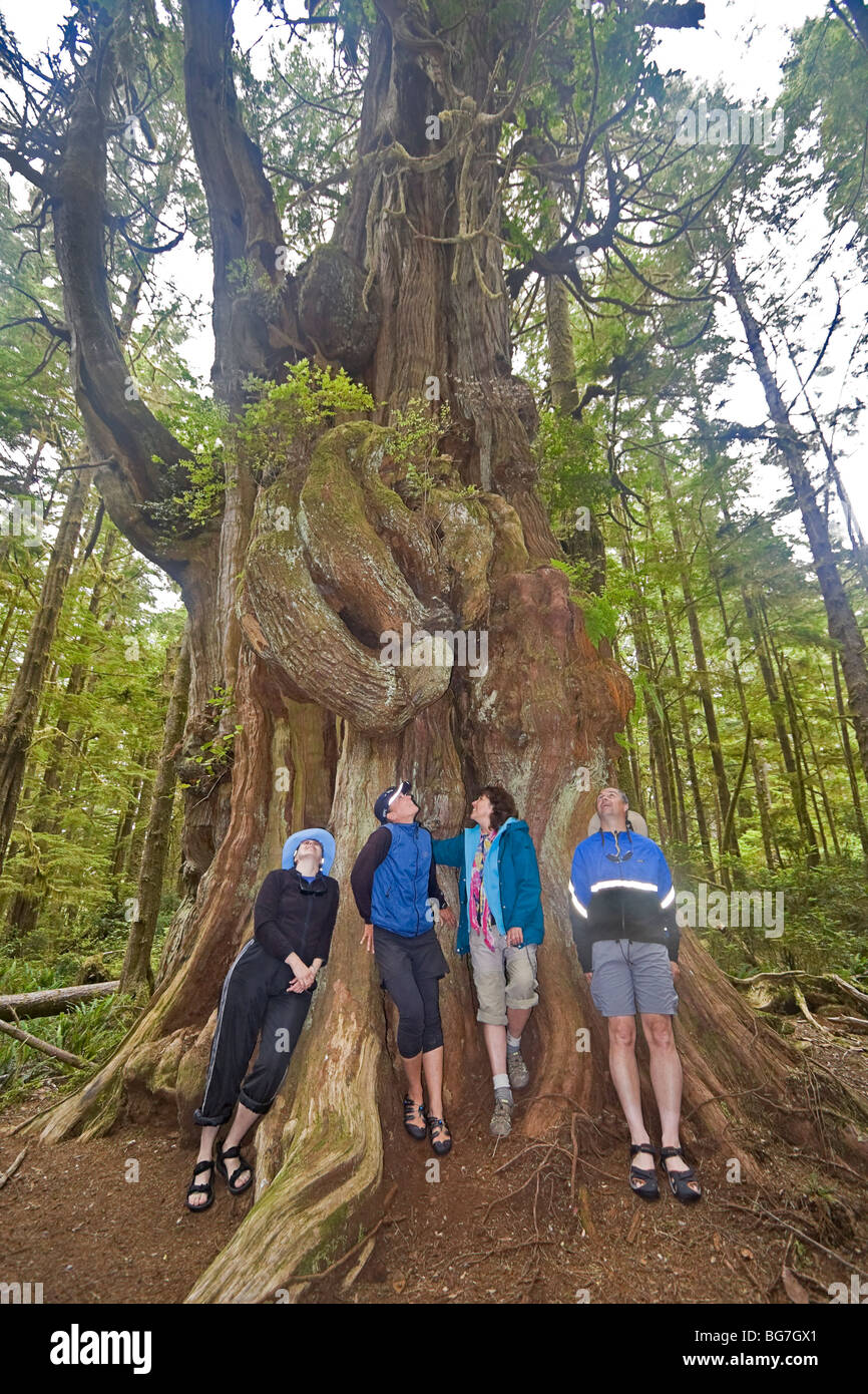 Les campeurs se mesurer à un cèdre rouge de l'ouest (Thuja plicata), le plus grand arbre de l'archipel Broken Group, Canada Banque D'Images