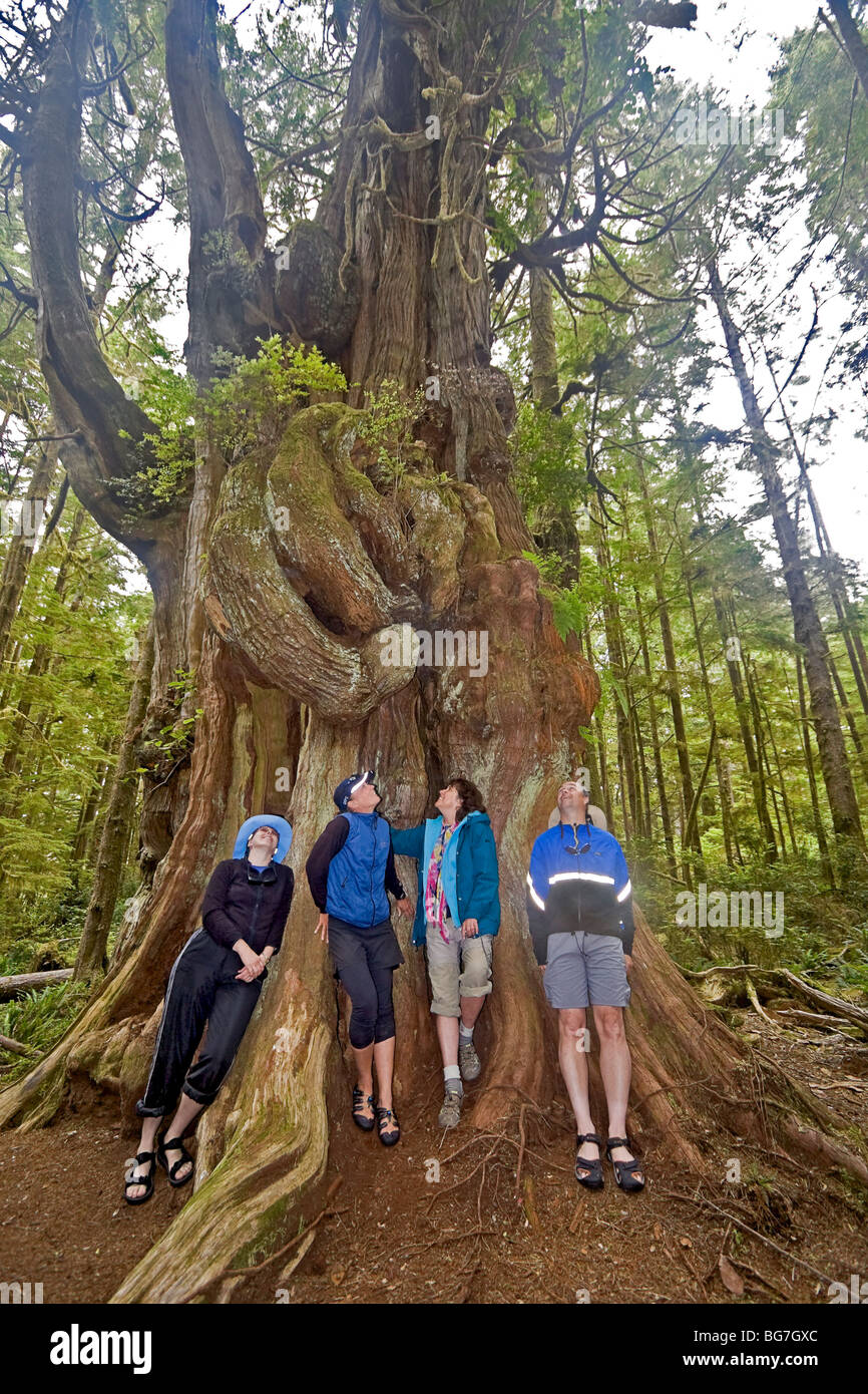 Les campeurs se mesurer à un cèdre rouge de l'ouest (Thuja plicata), le plus grand arbre de l'archipel Broken Group, Canada Banque D'Images