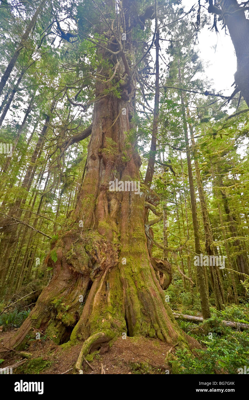 Le thuya géant (Thuja plicata), le plus grand arbre de l'archipel Broken Group, situé sur l'île de tourelle, Canada Banque D'Images