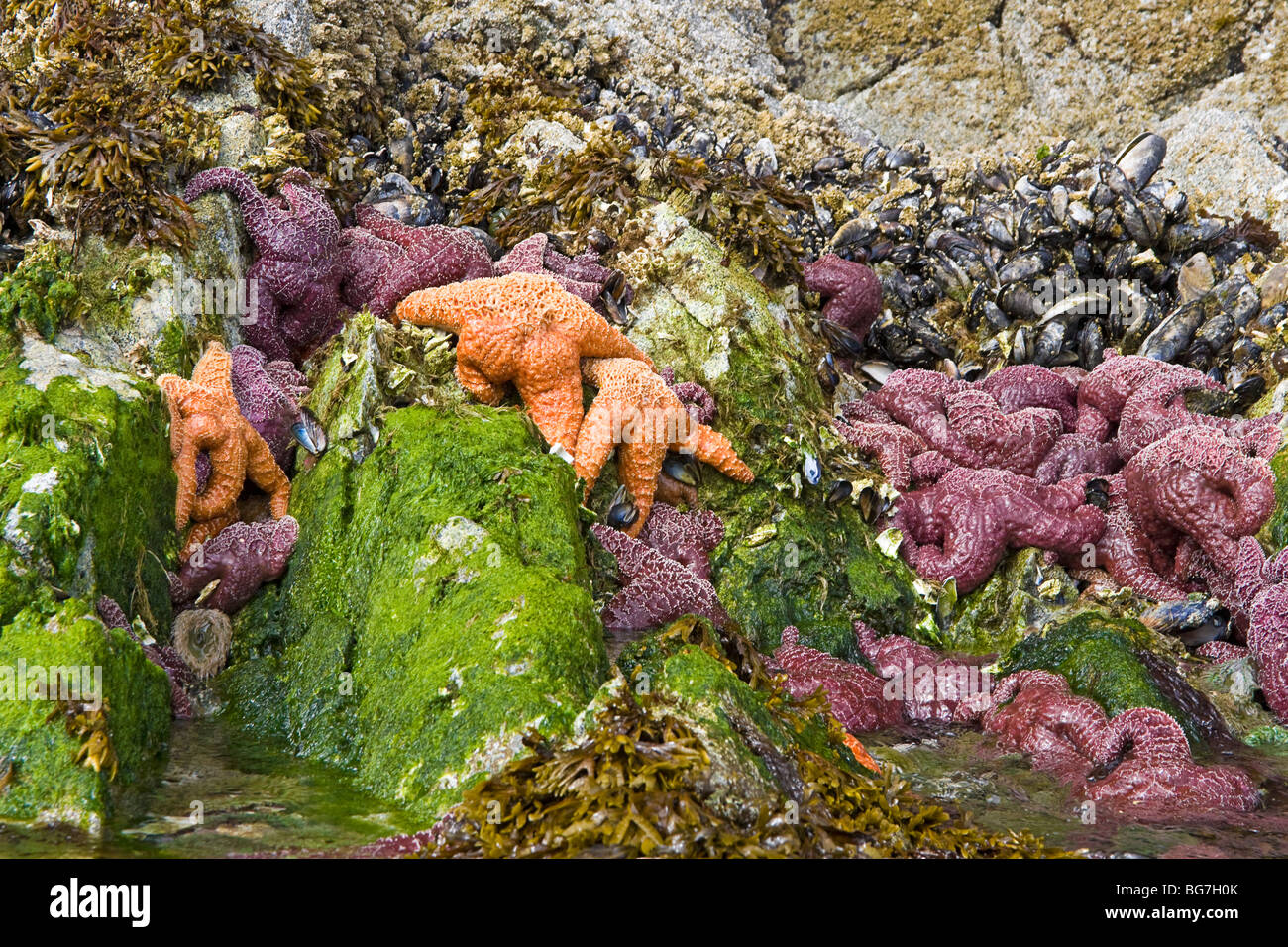 L'étoile de mer orange et violet, aussi appelée l'étoile de mer ocre, s'accrocher à des rochers avec les moules et les balanes le long du littoral à marée basse. Banque D'Images