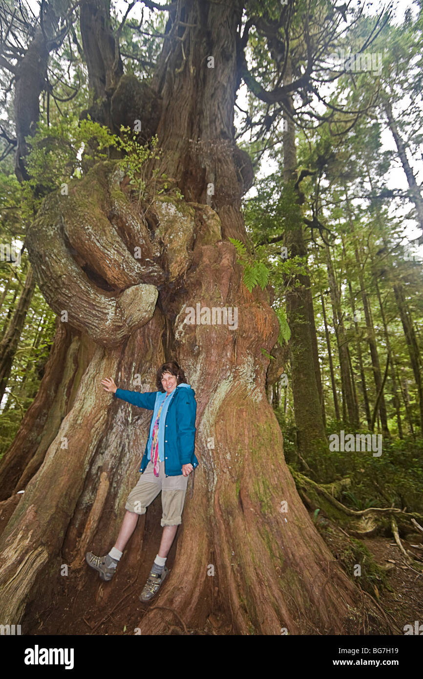 Mesures à l'encontre d'une femme elle-même le thuya géant (Thuja plicata), le plus grand arbre de l'archipel Broken Group, Canada Banque D'Images