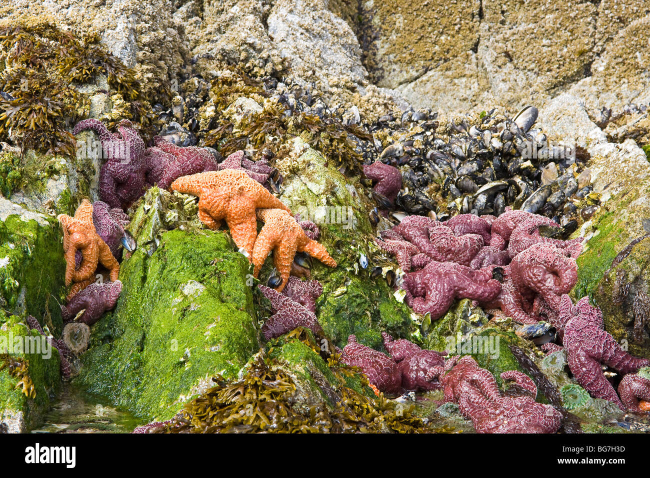 L'étoile de mer orange et violet, aussi appelée l'étoile de mer ocre, s'accrocher à des rochers avec les moules et les balanes le long du littoral à marée basse. Banque D'Images