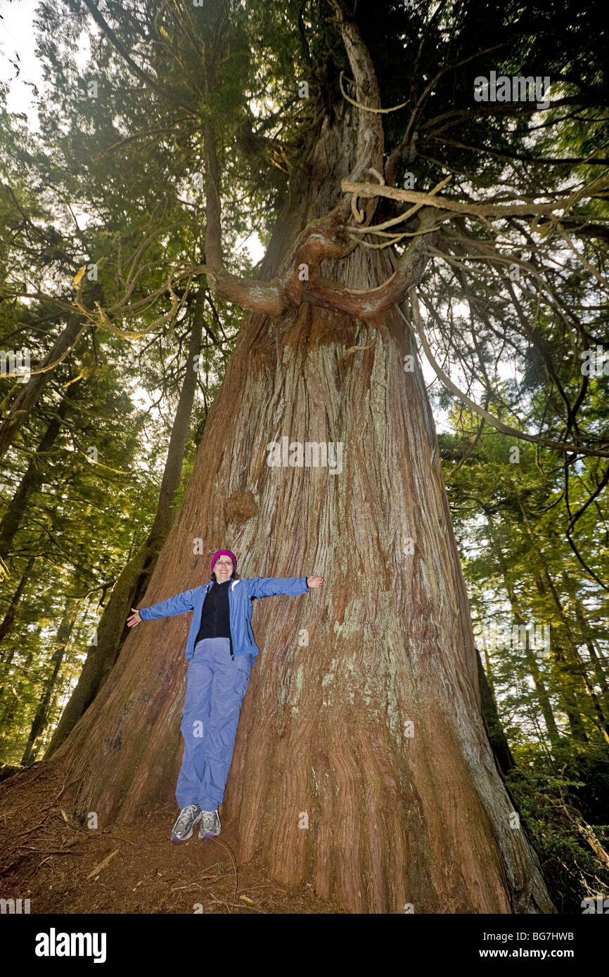 Camping-mesurer elle-même contre un cèdre rouge de l'ouest (Thuja plicata), deuxième plus grand arbre de l'archipel Broken Group, Canada Banque D'Images