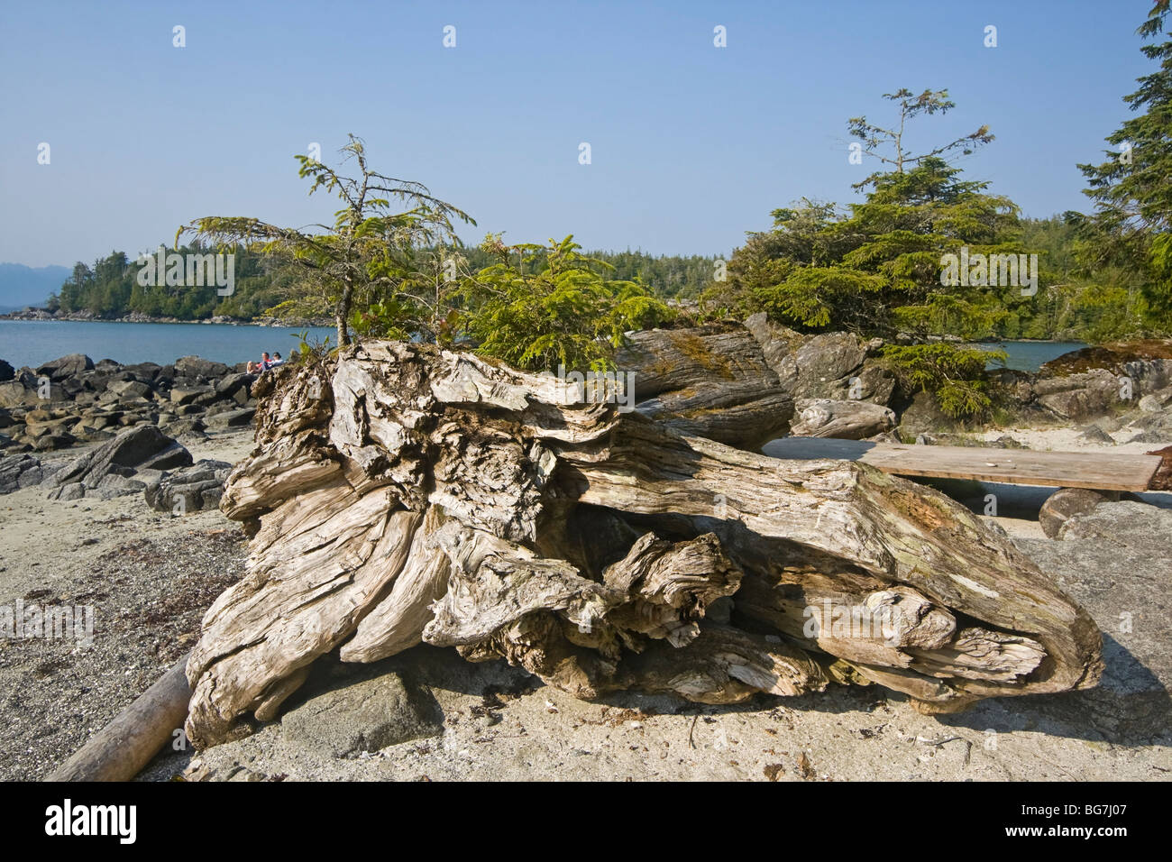 La pruche de l'arbre pousse hors de bois flotté sur journal d'infirmière plage de Willis Island, Canada, tout en couple est assis en arrière-plan Banque D'Images