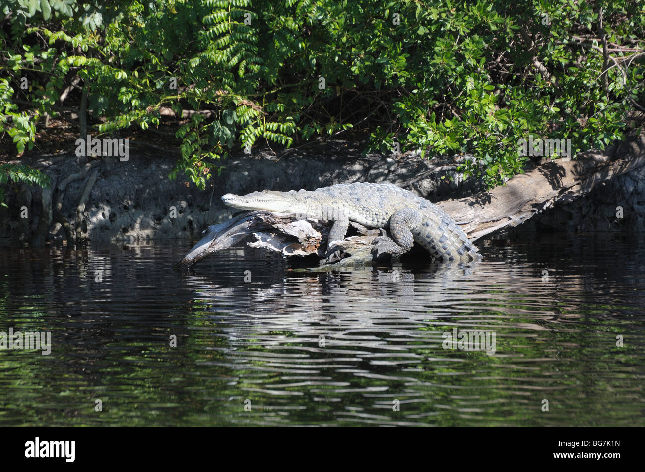 Crocodile dans le parc national des Everglades, Florida USA Banque D'Images