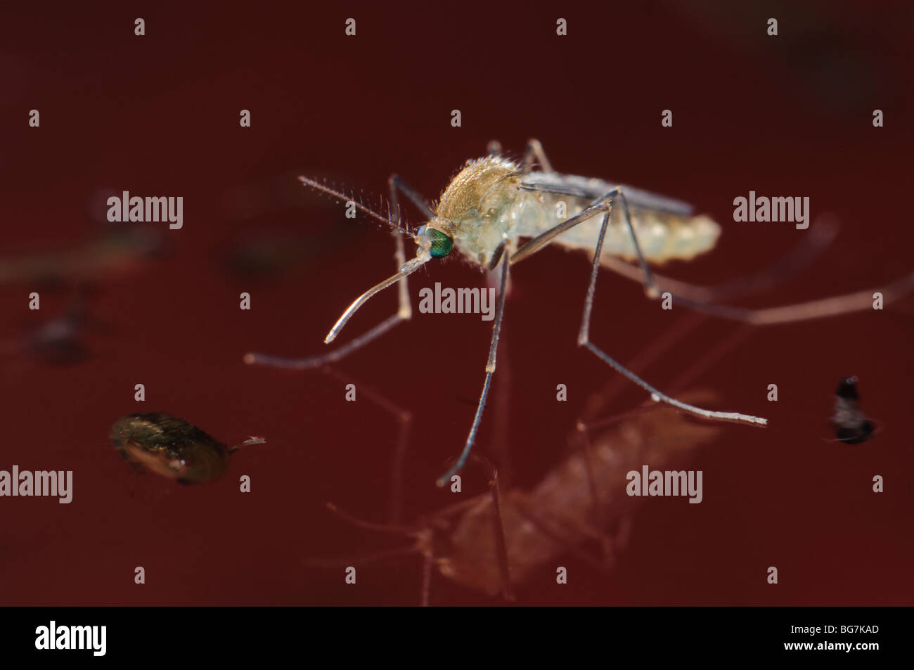 De Nouveau Ne Fraichement Chrysalide Femelle Moustique Culex Pipiens Flottant Dans L Eau Avant De Commencer A S Envoler L Abondance Des Larves Et Des Nymphes Laisse Encore Dans L Eau Photo Stock Alamy
