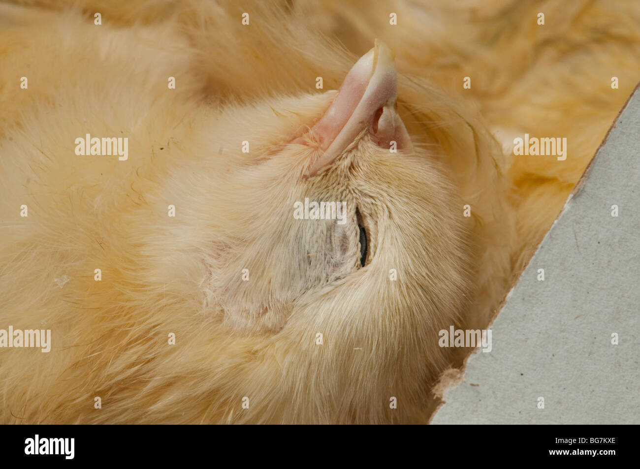 Dead poulet congelé (Gallus gallus domesticus) portrait des poussins Banque D'Images
