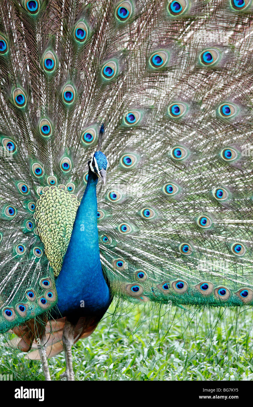 Un mâle bleu indien Peacock (Pavo cristatus) exhibant son plumage Banque D'Images