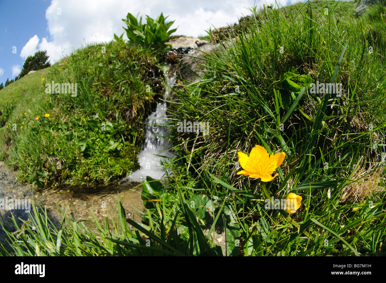 Fleur de montagne sauvage, de l'Espagne, Pyrénées Beaminster Banque D'Images