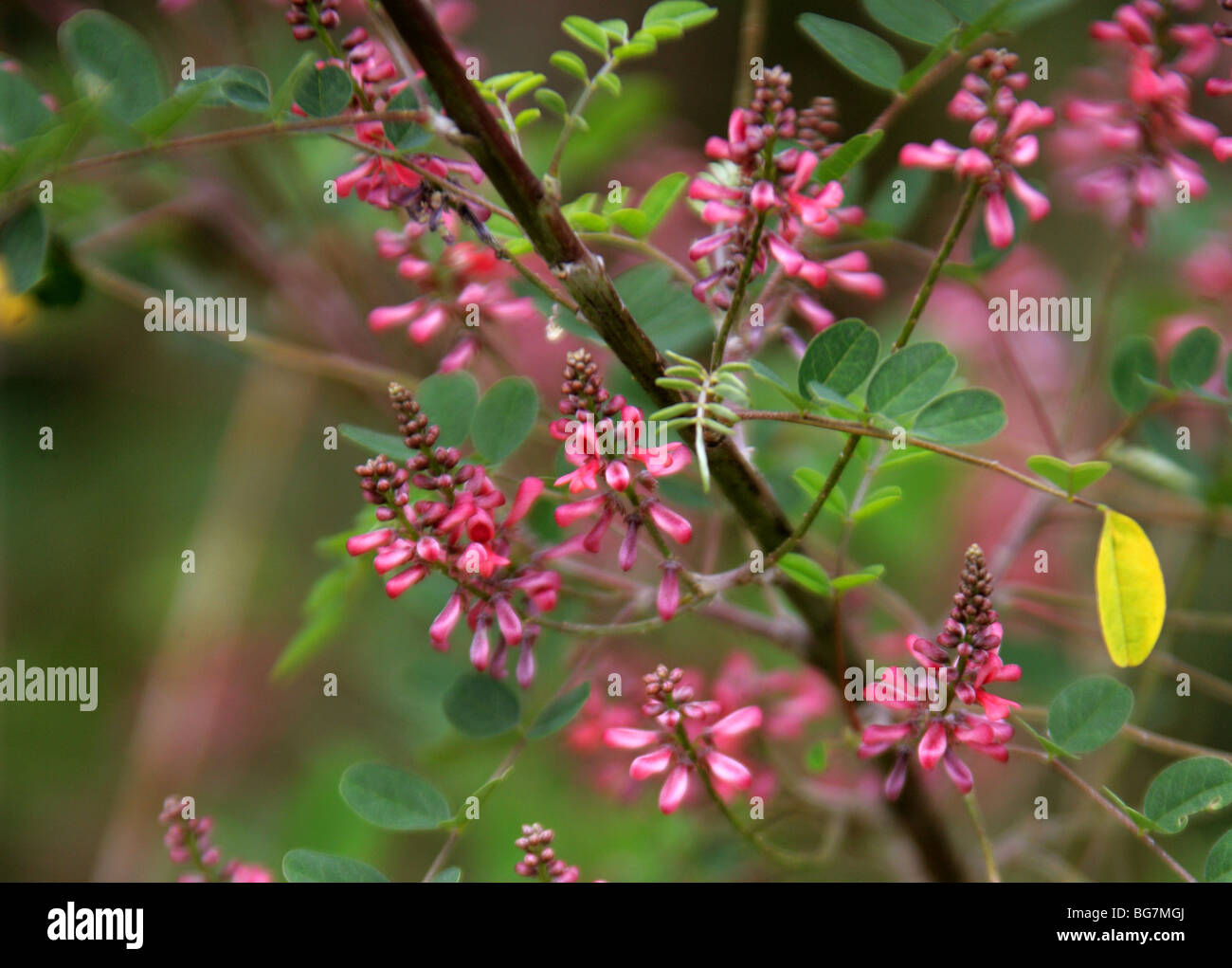 Pink-Flower Indigo, Indigofera amblyantha aff., Fabaceae, China, Asia Banque D'Images