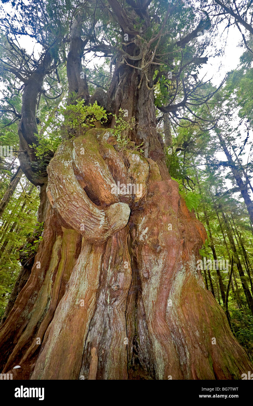 Le thuya géant (Thuja plicata), le plus grand arbre de l'archipel Broken Group, situé sur l'île de tourelle, Canada Banque D'Images