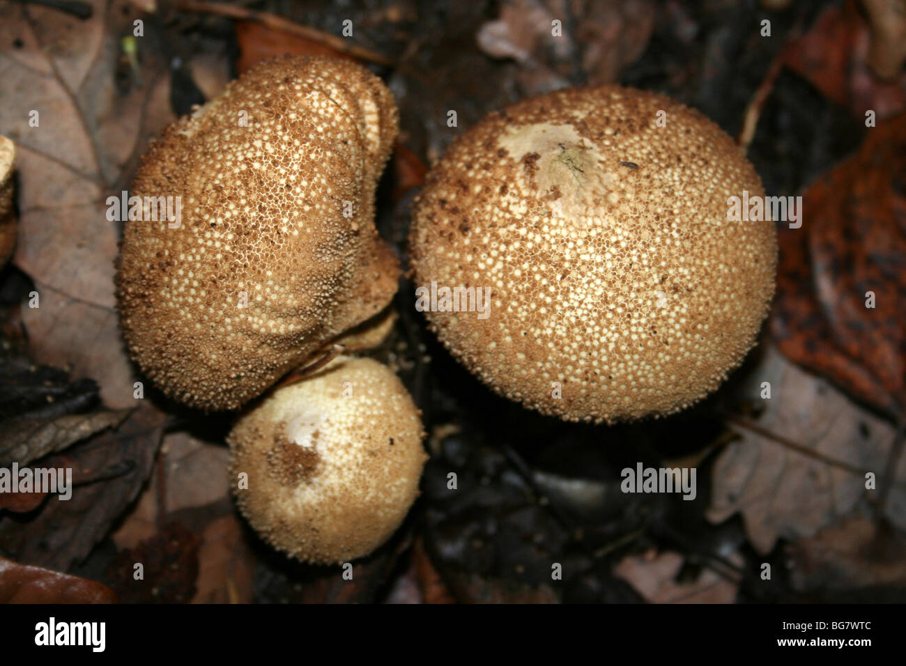 Lycoperdon perlatum Puffball commune prise à Eastham Country Park, Wirral, Merseyside, Royaume-Uni Banque D'Images