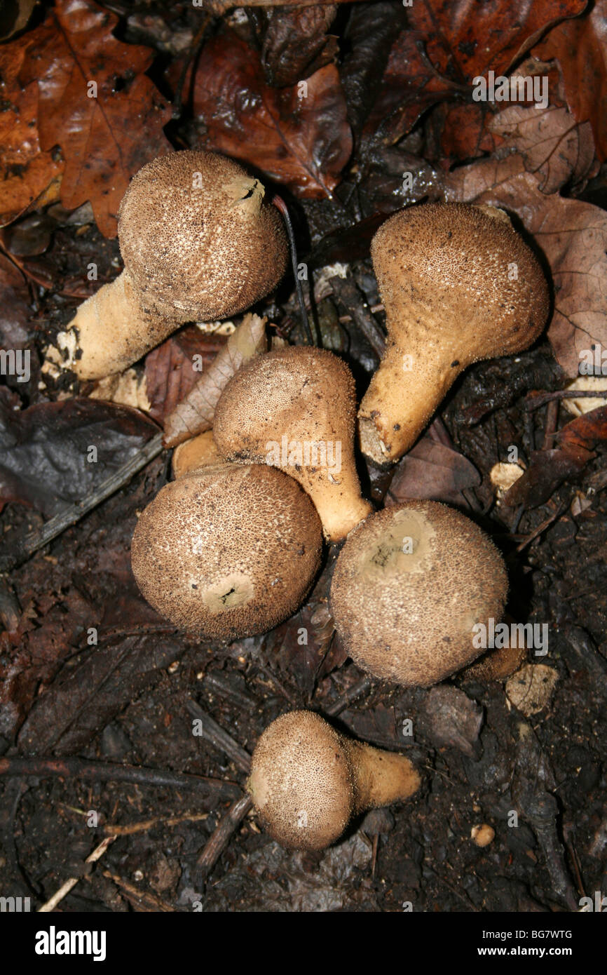 Lycoperdon perlatum Vesse-de-commune prise à Eastham Country Park, Wirral, Merseyside, Royaume-Uni Banque D'Images