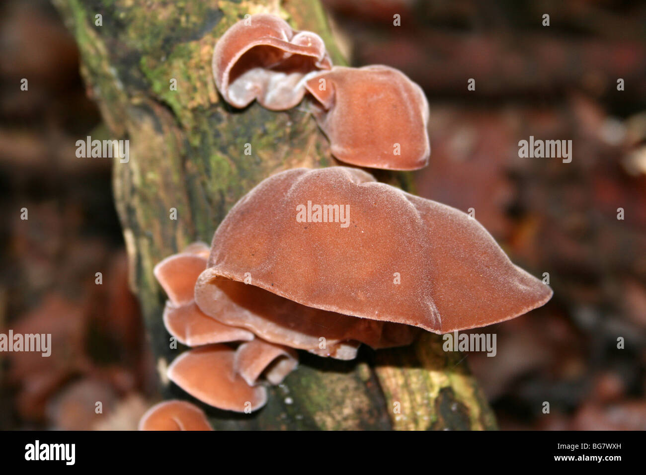 Jelly Champignons oreille Auricularia auricula-judae prises à Eastham Country Park, Wirral, Merseyside, Royaume-Uni Banque D'Images
