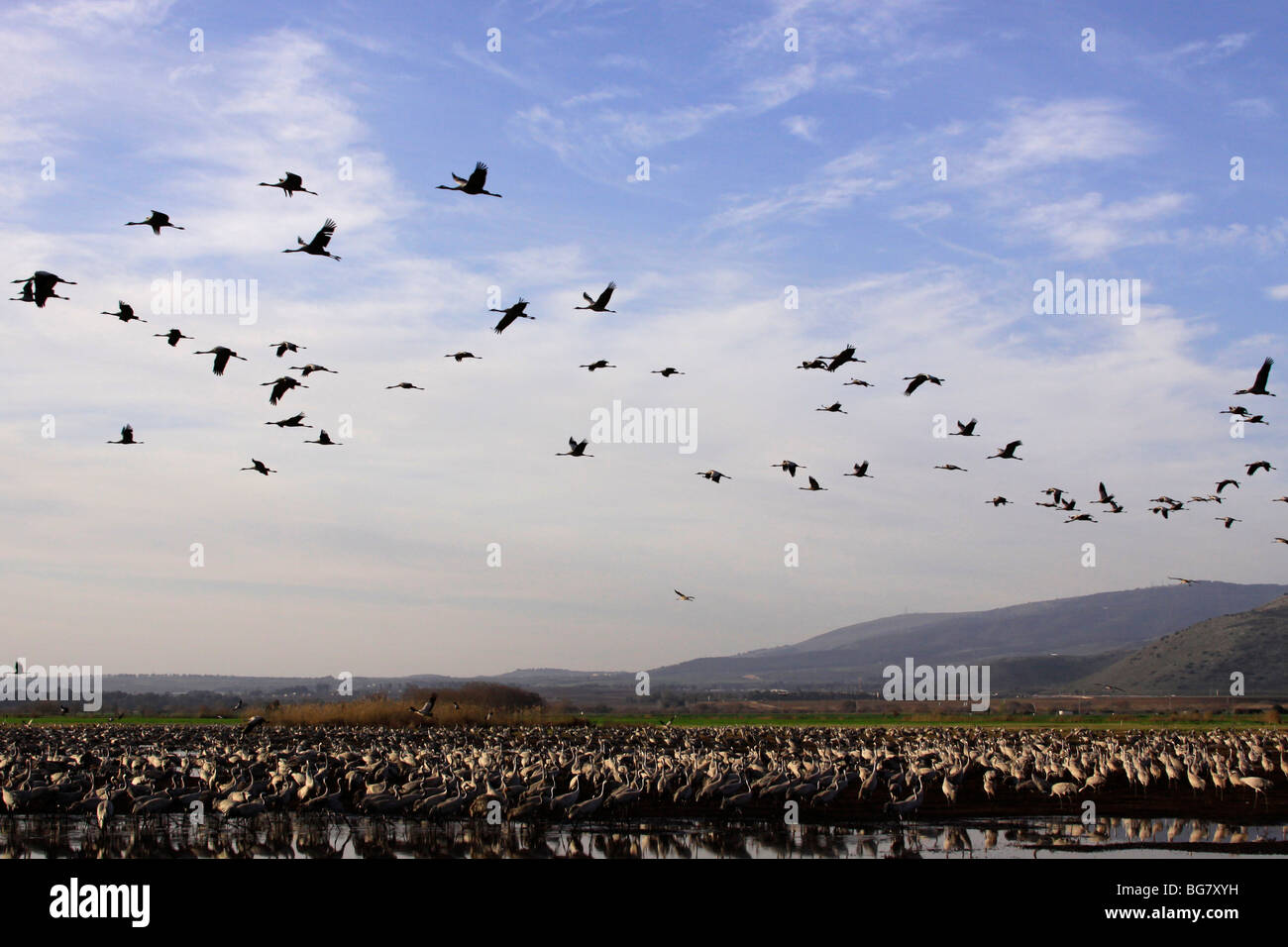 Israël, Galilée, grues à la Hula lake Banque D'Images
