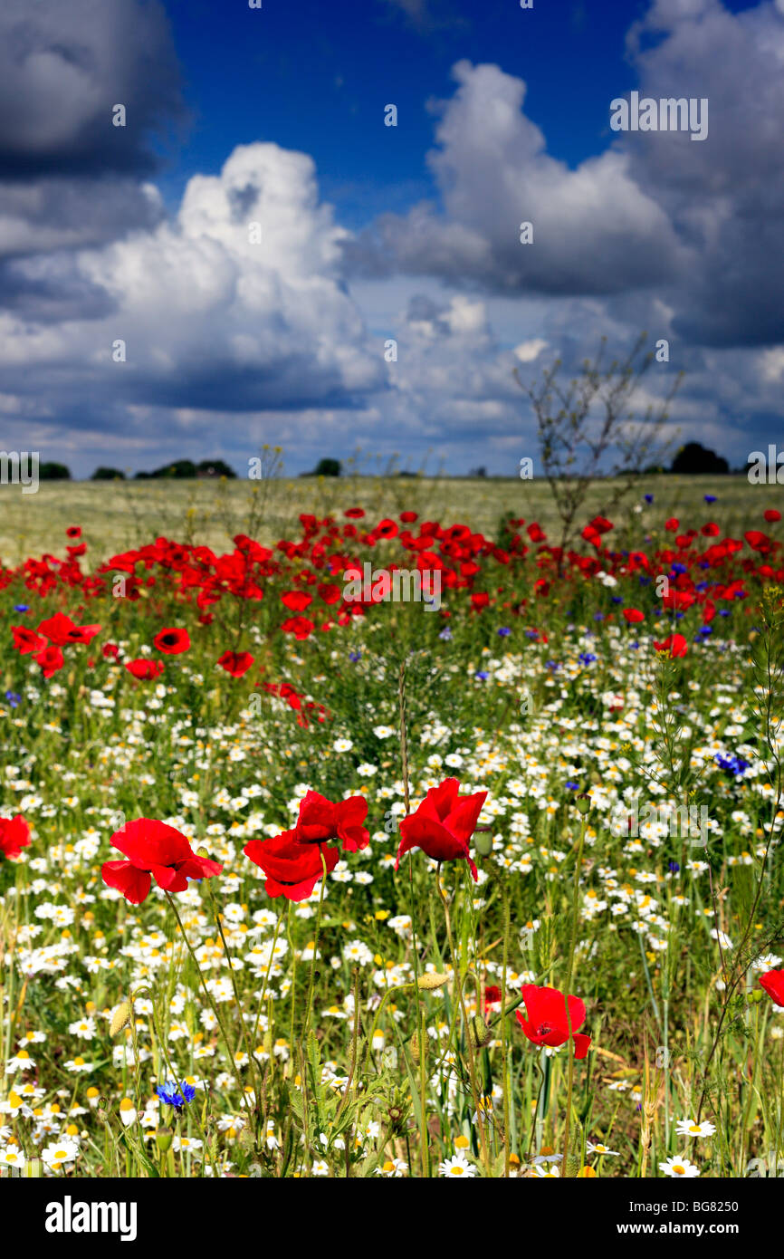 Champ de coquelicots rouges, près de l'Vladimir-Volynsky, Oblast de Volhynie, en Ukraine Banque D'Images