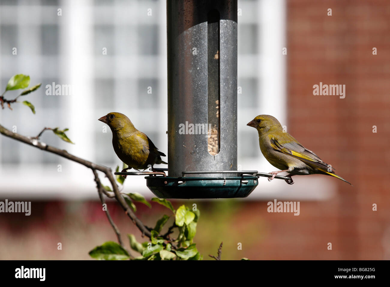 Verdier, Carduelis chloris chloris,,, sur un convoyeur de jardin Banque D'Images