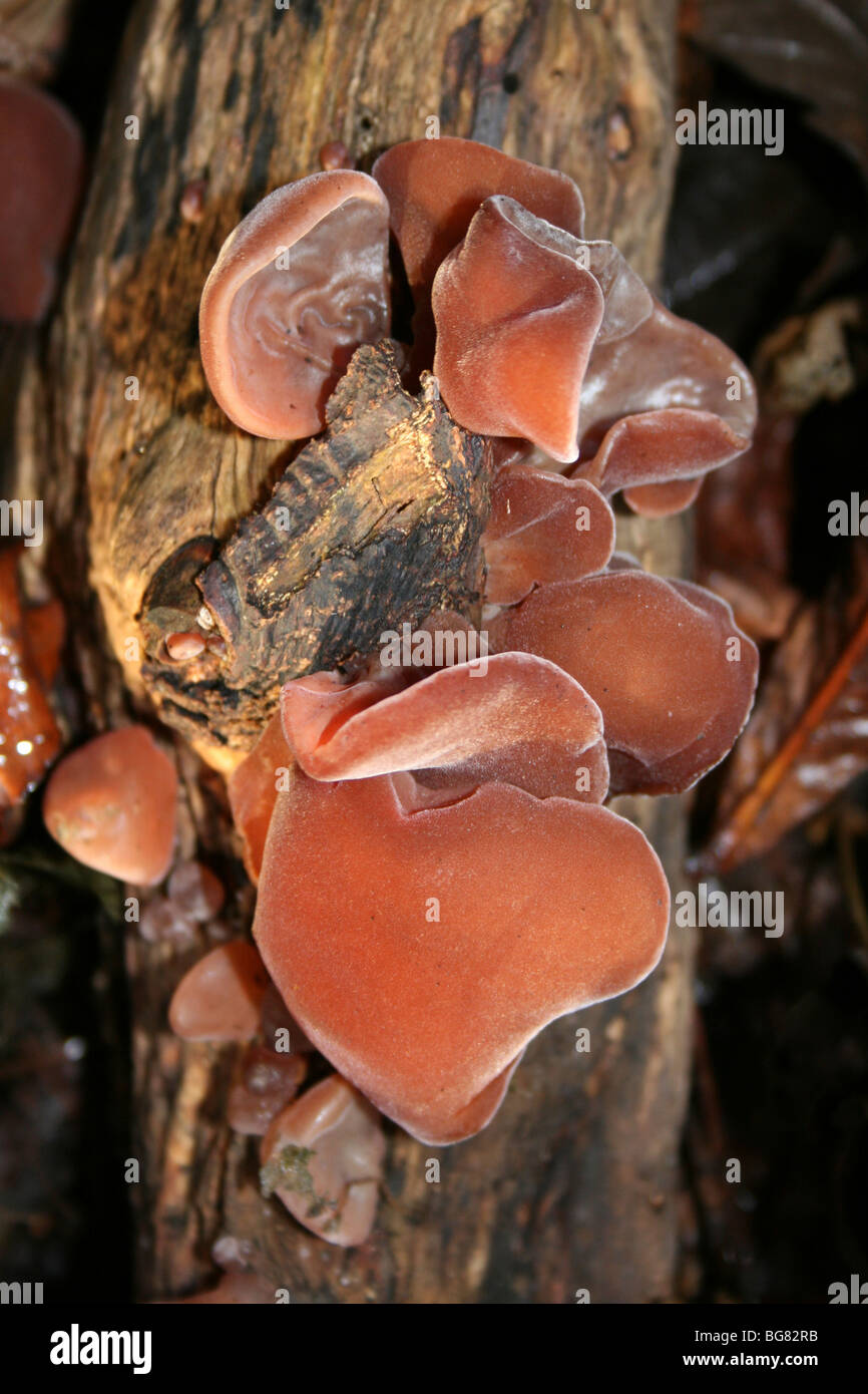 Jelly Champignons oreille Auricularia auricula-judae prises à Eastham Country Park, Wirral, Merseyside, Royaume-Uni Banque D'Images