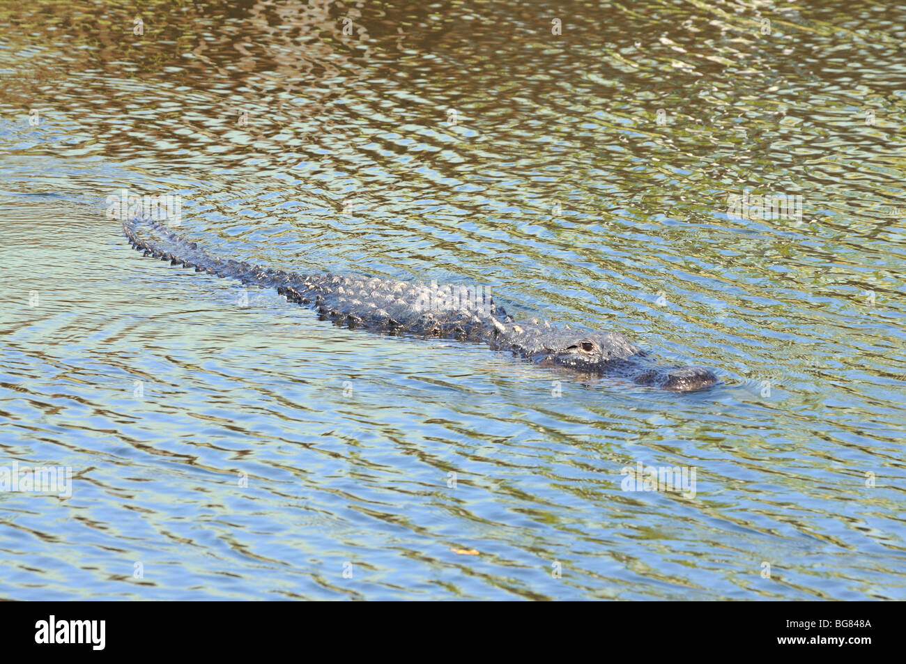 En Alligator le Parc National des Everglades, Florida USA Banque D'Images