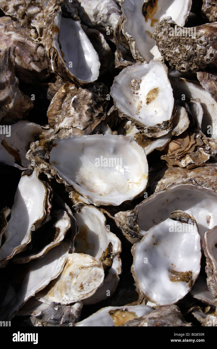 WHITSTABLE OYSTER SHELLS. Banque D'Images