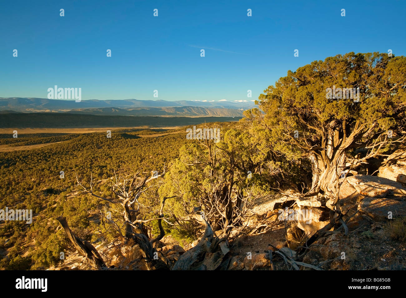 Forêt de pin pignon au lever du soleil, Wyoming, USA Banque D'Images