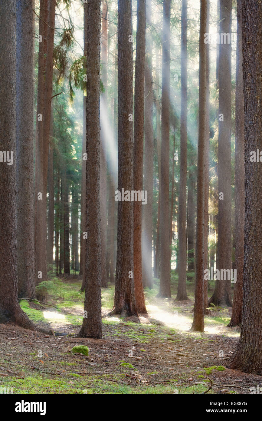 Forêt d'automne scène avec les rayons du soleil brillant à travers les branches Banque D'Images