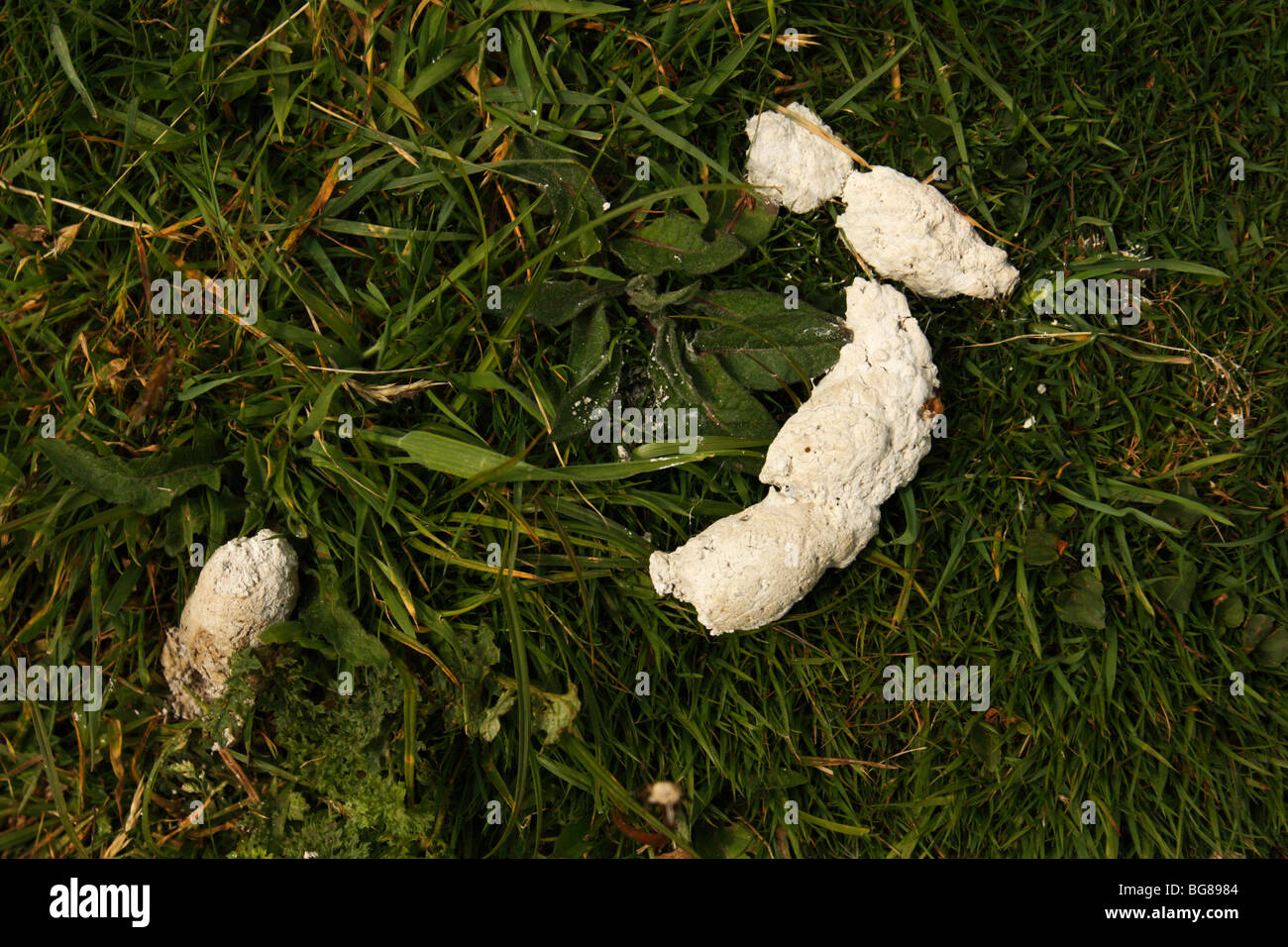 Les excréments de chien blanc Photo Stock - Alamy