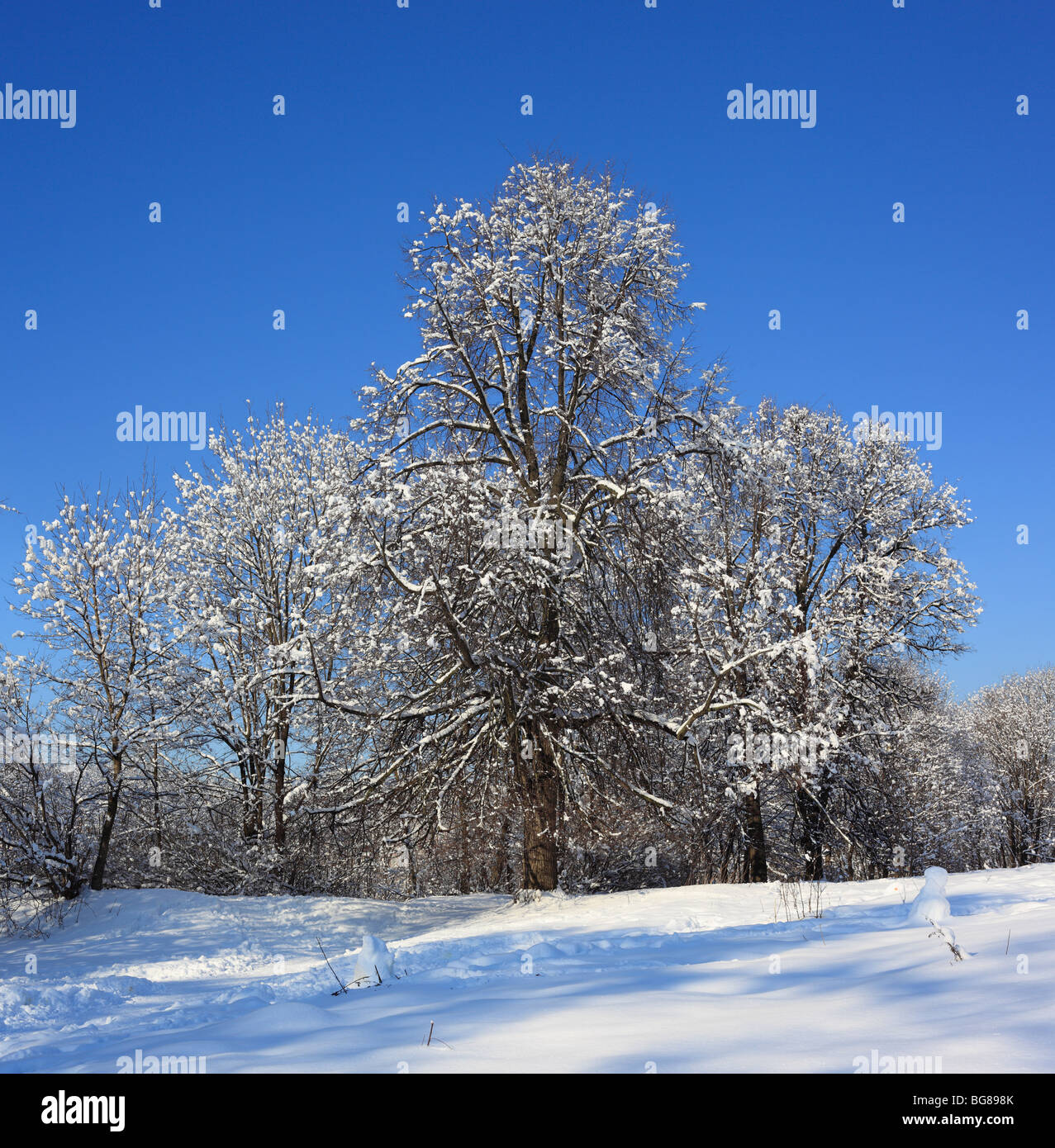 Dans la forêt d'hiver ensoleillée journée, Russie Banque D'Images