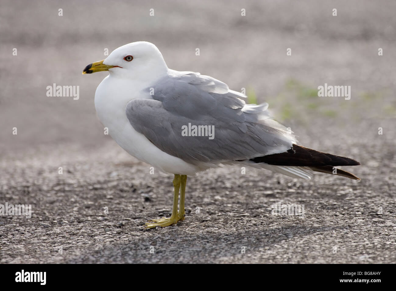 Le goéland à bec cerclé (Larus delawarensis). Son plumage d'adulte. Banque D'Images