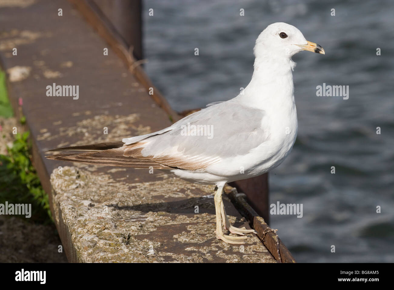 Le goéland à bec cerclé (Larus delawarensis). Oiseau de la mue ou de la mue. Juillet. Banque D'Images