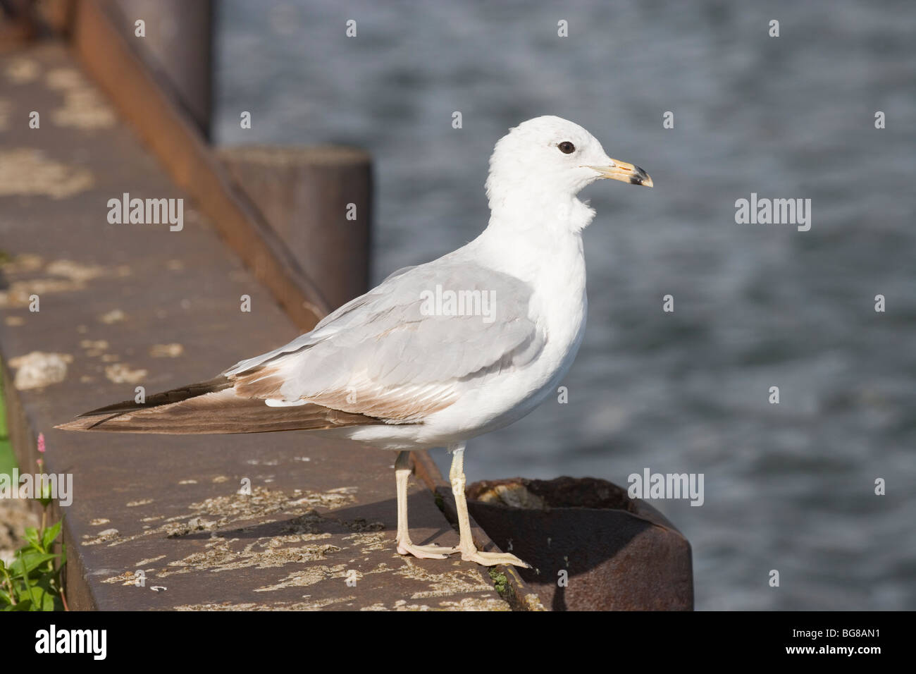 Le goéland à bec cerclé (Larus delawareensis). La mue ou d'oiseaux en mue à la transition de la maturité pour son plumage d'adulte. Juillet. Erie, Penns Banque D'Images