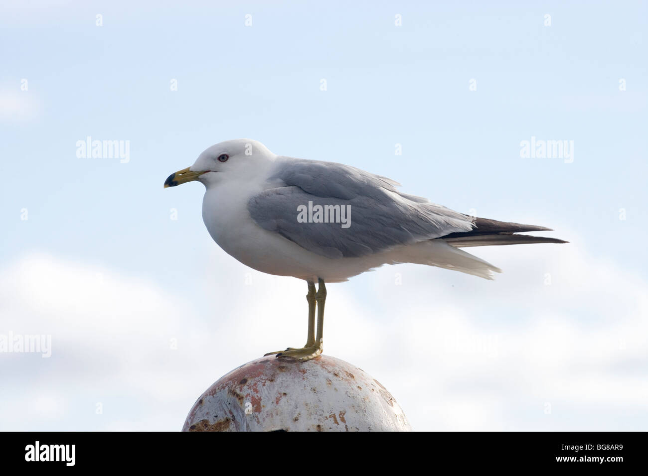 Le goéland à bec cerclé (Larus delawarensis). Banque D'Images