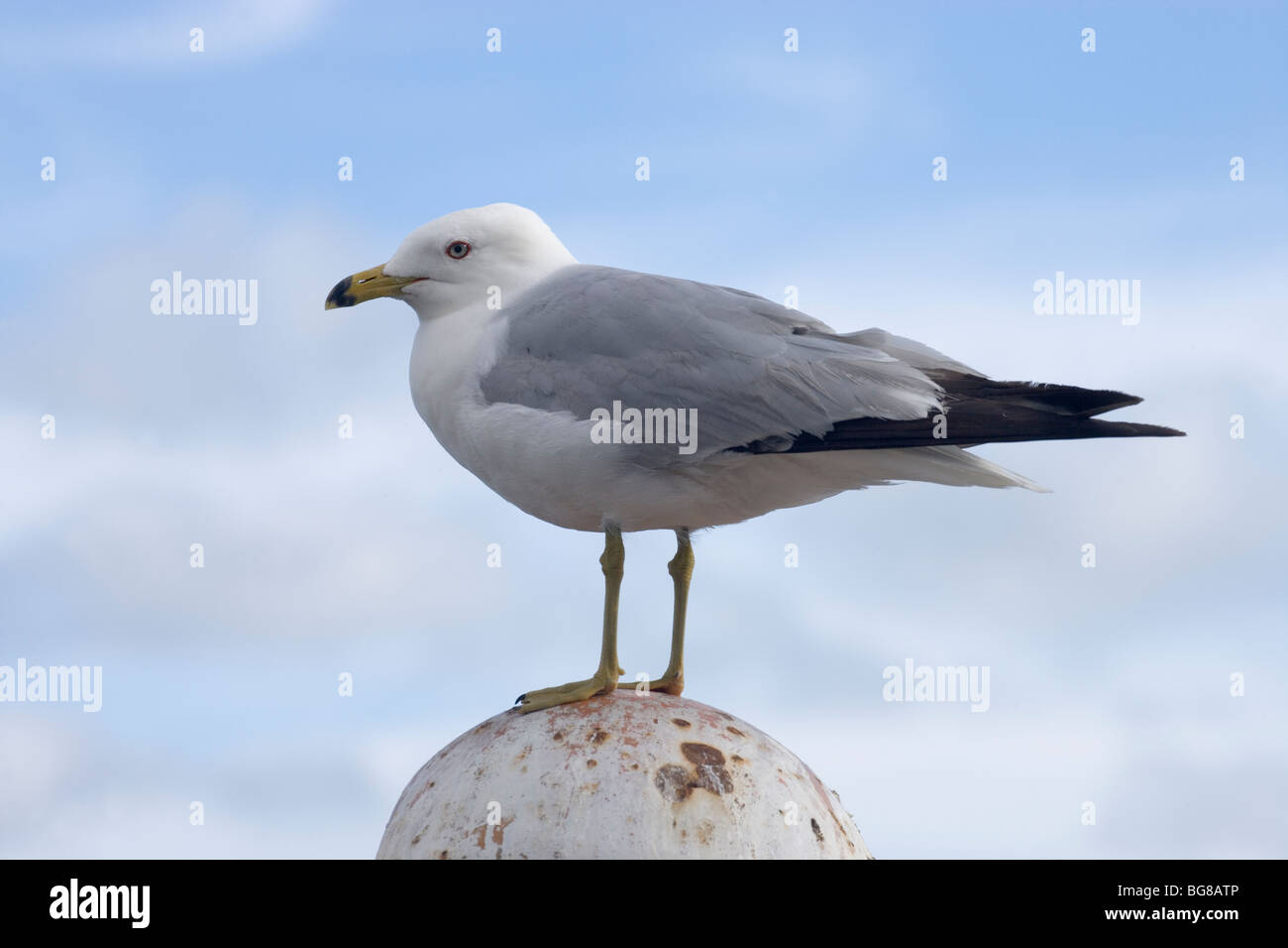 Le goéland à bec cerclé (Larus delawarensis). Banque D'Images