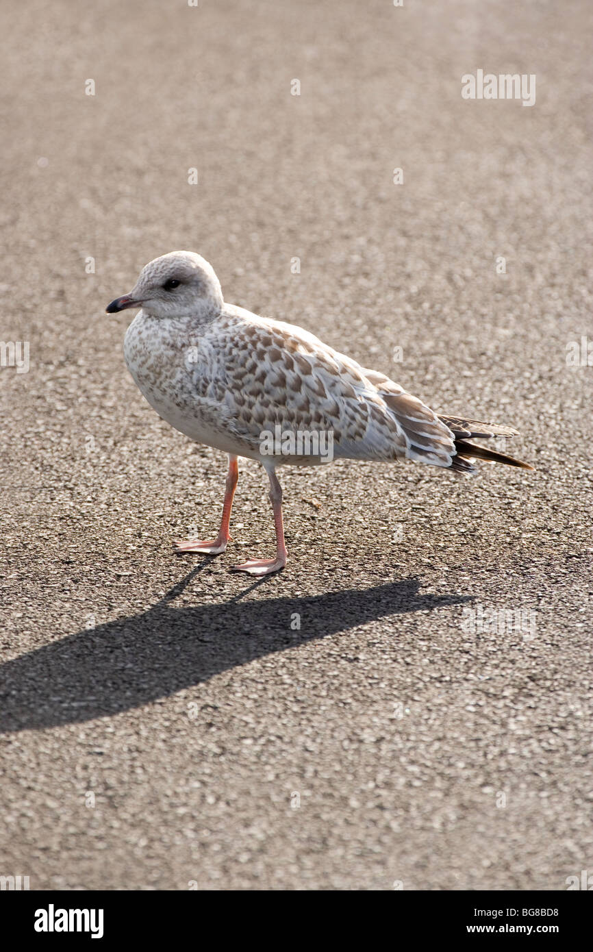 Le goéland à bec cerclé (Larus delawarensis). Plumage juvénile. La Pennsylvanie. USA. Juillet. Banque D'Images