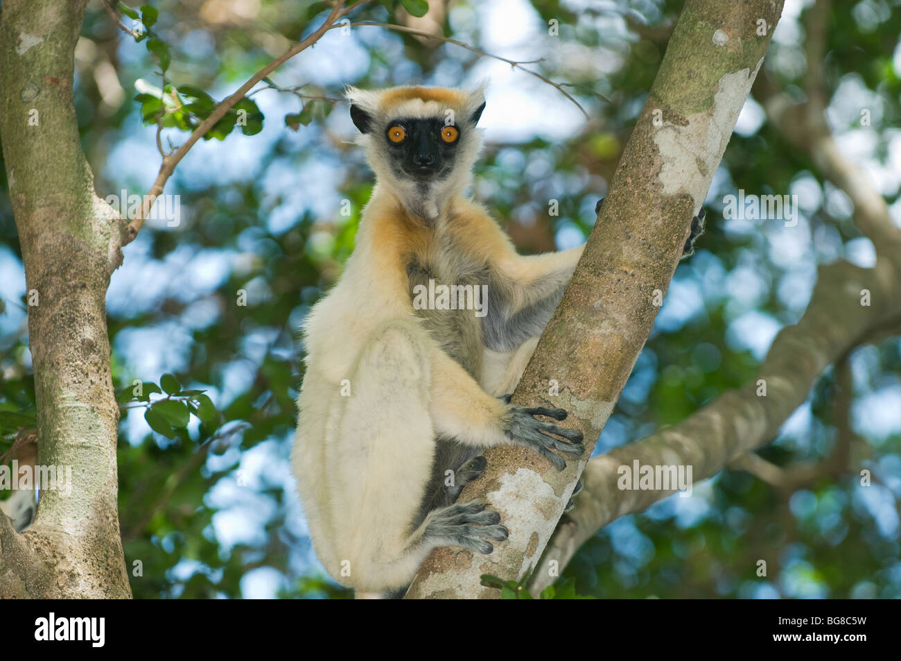 Lémurien Propithèque à couronne dorée (tattersallli Fenamby Propithecus) Réserve, Daraina, nord-est de Madagascar en voie de disparition Banque D'Images