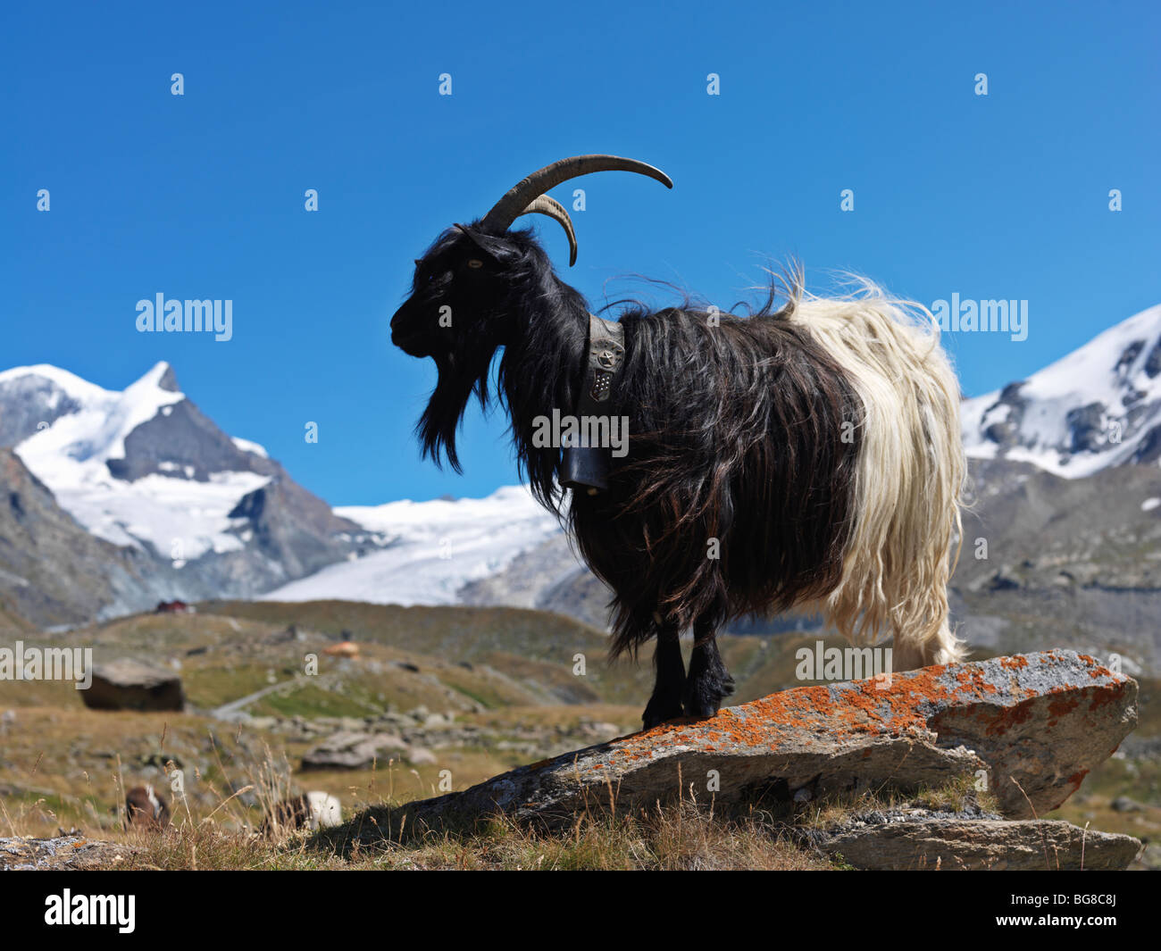 Suisse, Valais, Zermatt, la chèvre de montagne dans les Alpes Suisses près de Zermatt Banque D'Images