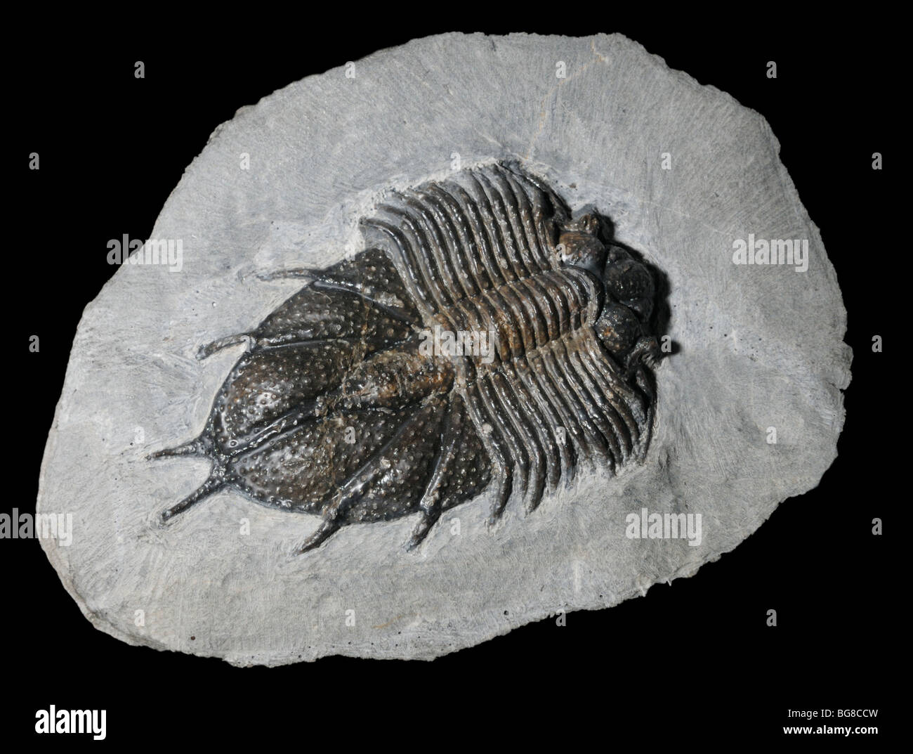 Fossiles de trilobites, Acanthopyge sp., Dévonien inférieur Banque D'Images