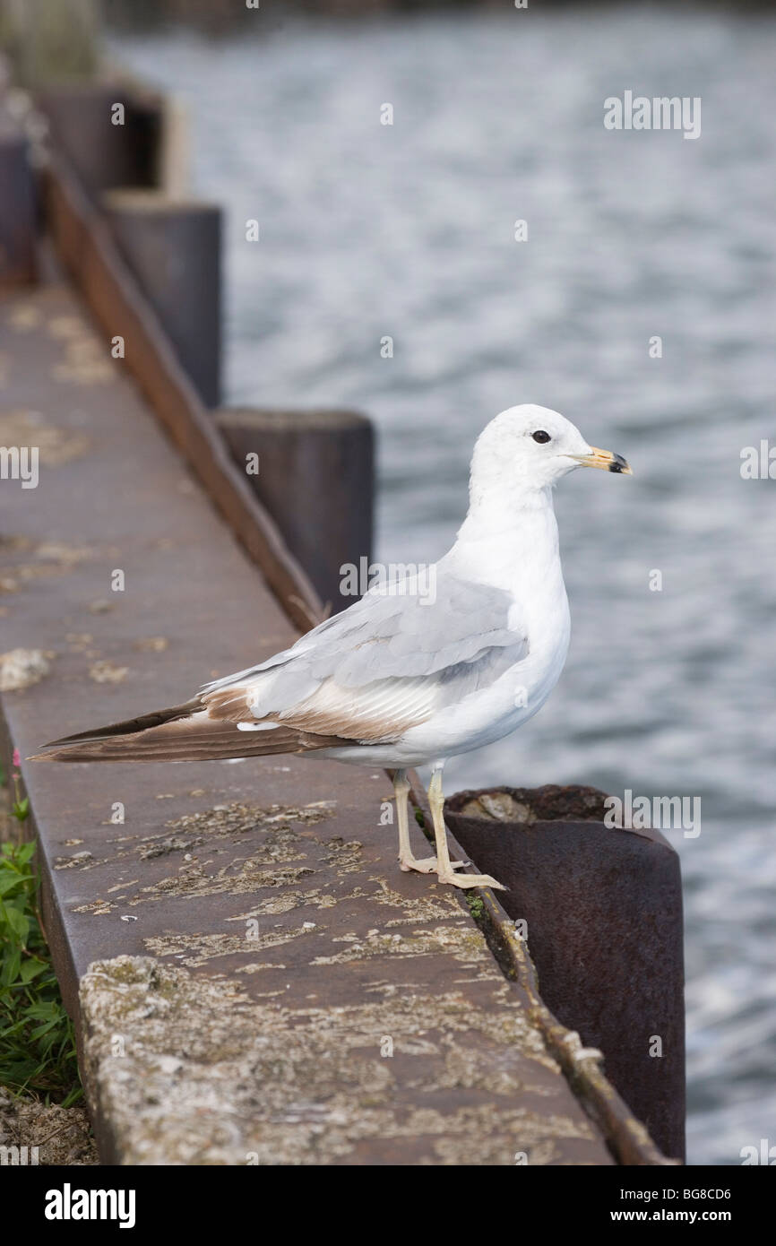 Le goéland à bec cerclé (Larus delawarensis). En mue, mue ou transitoire, à partir de la maturité pour son plumage d'adulte. Juillet. Erie, Pennsylvanie, Banque D'Images