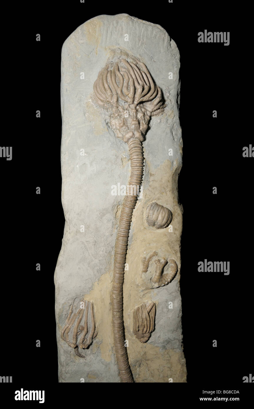 Des fossiles de crinoïdes, Agaricocrinus splendens, à partir de l'époque Mississipian Banque D'Images