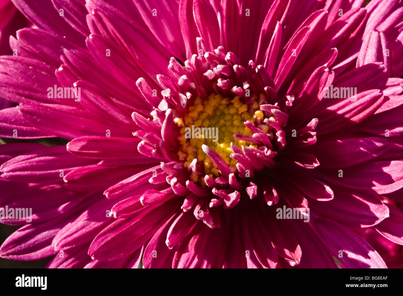 Espèce de chrysanthème Banque D'Images