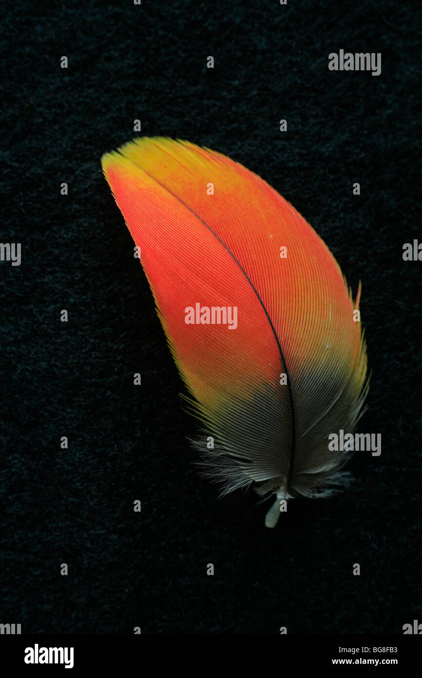 Plume de perroquet Banque D'Images