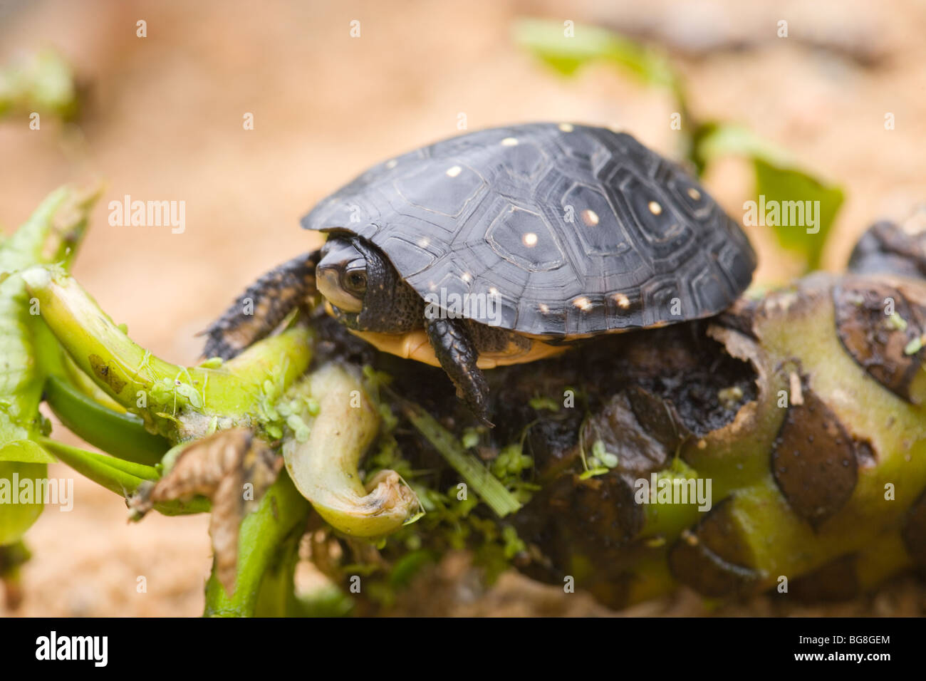 L'Amérique du Nord (la tortue ponctuée Clemmys guttata). Les juvéniles. Banque D'Images
