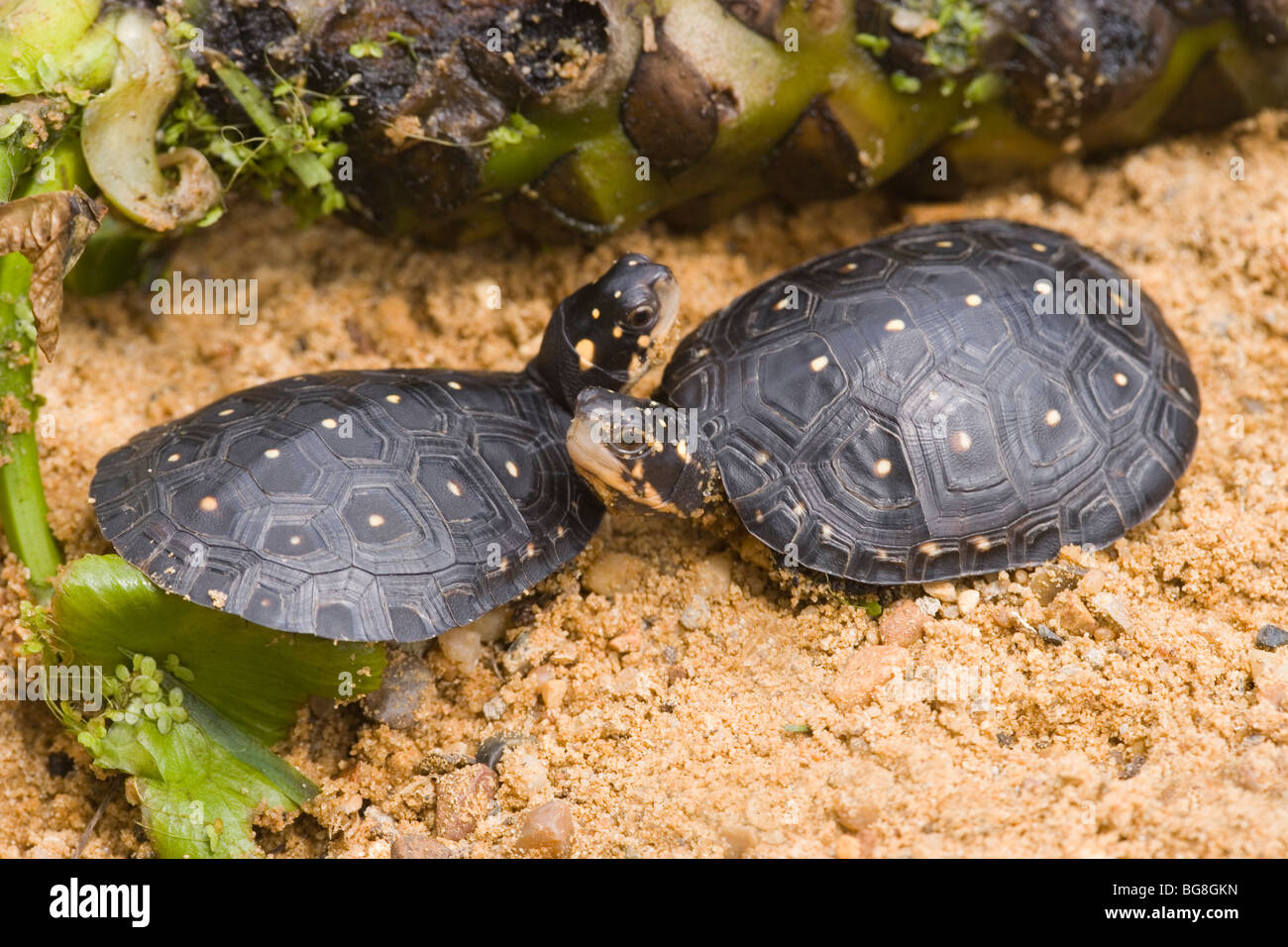 Les tortues ponctuées d'Amérique du nord (Clemmys guttata). Banque D'Images