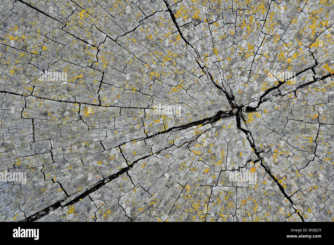 La section du bois Banque D'Images