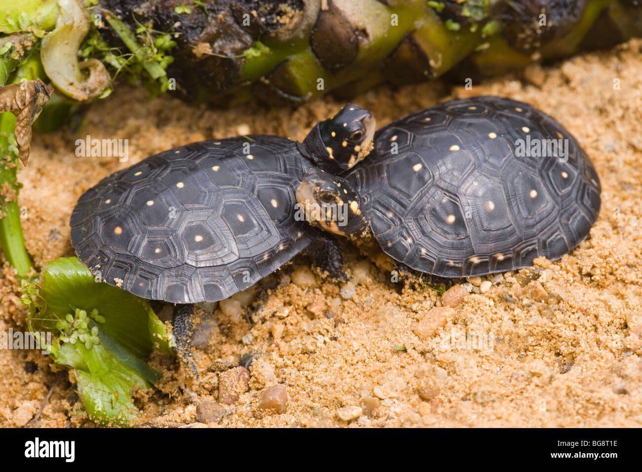 Les tortues de l'Amérique du nord (Clemmys guttata). Banque D'Images